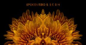 Spoken Bird & s e s h gain some 'Perspective' Preview