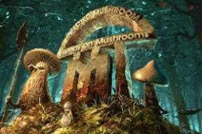 Infected Mushroom & Pegboard Nerds: Nerds on Mushrooms